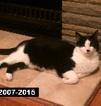 Bela .2007-2015